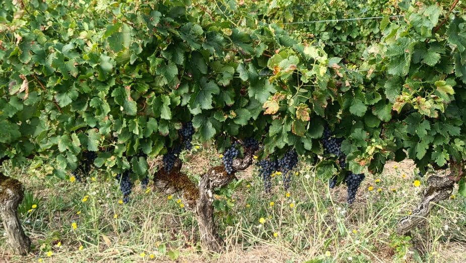 diapo_cordes_Gaillac_07