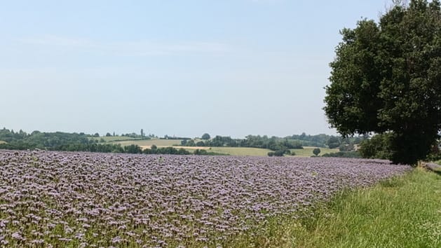diapo_rabastens_montastruc_10